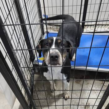 Rescue Labrador Retriever Dogs for Adoption in Muscatine, Iowa - Lulu | PetCurious