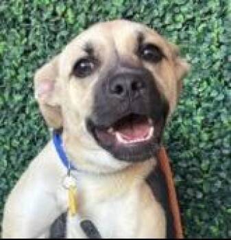 Shepherd Dogs Available for Adoption in Thompson Falls, Montana - Zimba | PetCurious