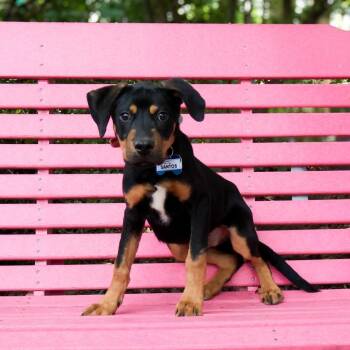 Santos -  Hound Dog for Adoption in Wake Forest, North Carolina - Santos | PetCurious