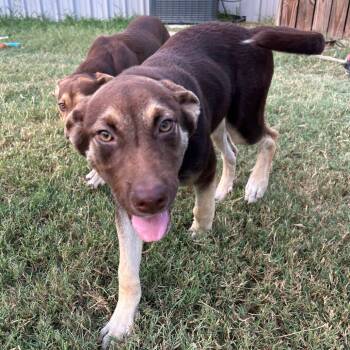 Rescue Husky and German Shepherd Dog Dogs for Adoption in Floresville, Texas - Luna | PetCurious