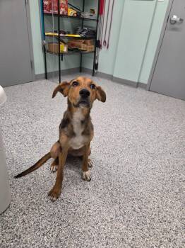 Dottie -  Terrier Dog for Adoption in Athens, Tennessee - Dottie | PetCurious