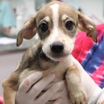 Paris -  German Shepherd Dog and Beagle Dog for Adoption in Hattiesburg, Mississippi - Paris | PetCurious