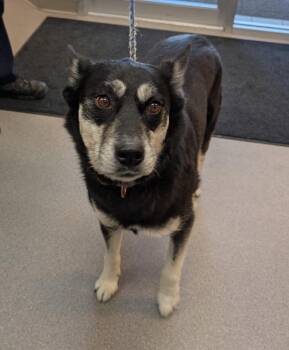 Bethel -  Husky and Mixed Breed Dog for Adoption in La Porte, Indiana - Bethel | PetCurious