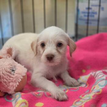 Dot FJ -  Chihuahua and Miniature Poodle Dog for Adoption in Austin, Texas - Dot FJ | PetCurious