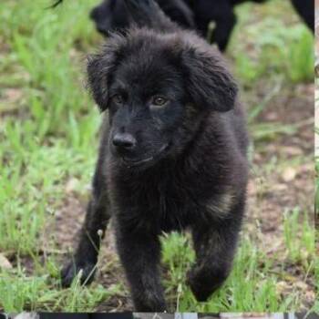 Popsicle -  Mixed Breed Dog for Adoption in Jersey City, New Jersey - Popsicle | PetCurious