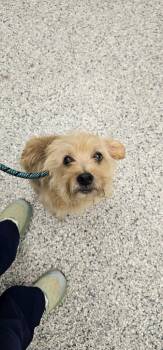 Benji -  Terrier Dog for Adoption in Athens, Tennessee - Benji | PetCurious