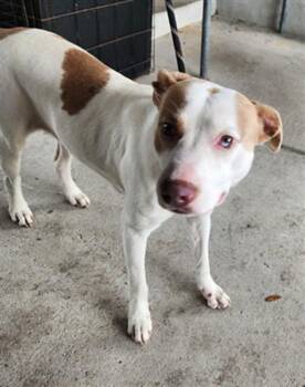 ARYA BARK -  Pit Bull Terrier and Mixed Breed Dog for Adoption in Texas City, Texas - ARYA BARK | PetCurious