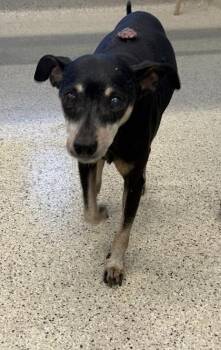 Mothman -  Mixed Breed Dog for Adoption in Lafayette, Indiana - Mothman | PetCurious