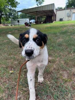 Xylophone -  Australian Cattle Dog Blue Heeler and Great Pyrenees Dog for Adoption in New Baltimore, Michigan - Xylophone | PetCurious