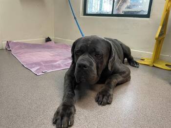 Rescue Cane Corso Dogs for Adoption in Pasadena, California - STERLING | PetCurious