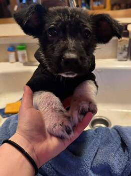 Border Collie Dogs Available for Adoption - Graffin | PetCurious