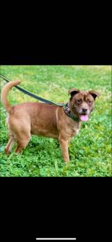 Rescue Terrier Dogs for Adoption in Warren, Ohio - Webster | PetCurious