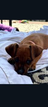 Kayda (5 Chiweenies 2) -  Dachshund and Chihuahua Dog for Adoption in Lewis Center, Ohio - Kayda (5 Chiweenies 2) | PetCurious