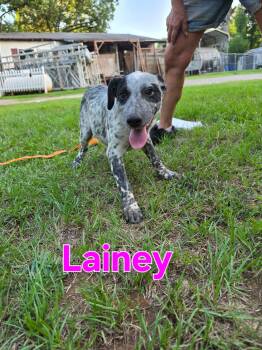 Lainey -  Australian Cattle Dog Blue Heeler Dog for Adoption in Tyler, Texas - Lainey | PetCurious