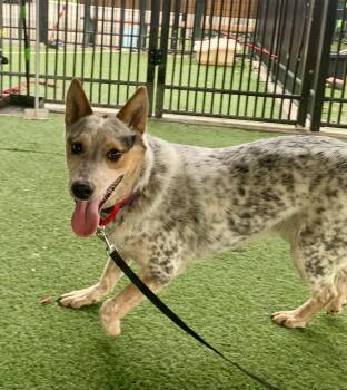 Australian Cattle Dog Blue Heeler Dogs Available for Adoption - Lindsey Vonn | PetCurious