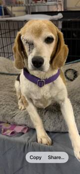Beagle Dogs Available for Adoption in Muldrow, Oklahoma - Sally | PetCurious