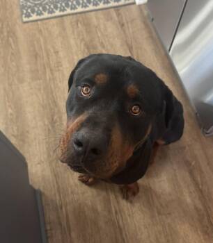 Rottweiler Dogs Available for Adoption - Kane | PetCurious