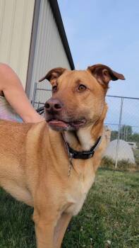 Mixed Breed Dogs Available for Adoption in Ashland, Kentucky - Kobe | PetCurious