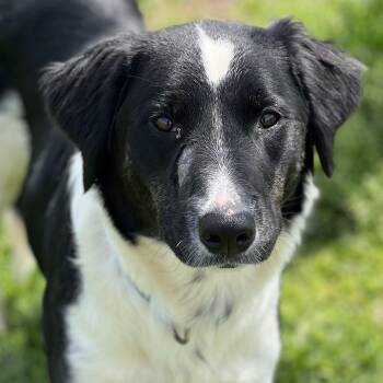 Border Collie Dogs Available for Adoption in Monroe, Ohio - Juno | PetCurious