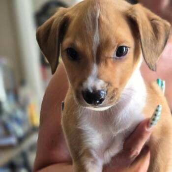 Whiskey -  Miniature Dachshund Dog for Adoption in Cartersville, Georgia - Whiskey | PetCurious