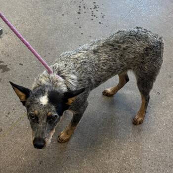 109056 -  Mixed Breed Dog for Adoption in Las Cruces, New Mexico - 109056 | PetCurious