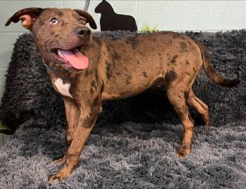 Archie -  Catahoula Leopard Dog Dog for Adoption in Pryor, Oklahoma - Archie | PetCurious