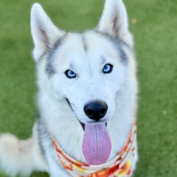 Rescue Husky and Mixed Breed Dogs for Adoption in Largo, Florida - Nickali | PetCurious