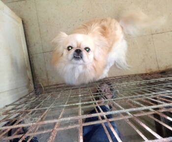 Rescue Pekingese Dogs for Adoption in Oakdale, Tennessee - Clyde | PetCurious