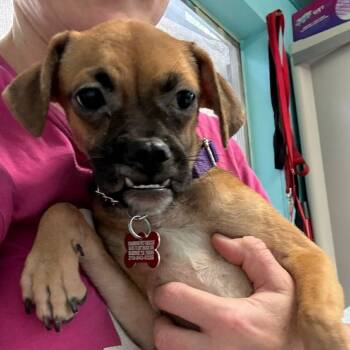 Rescue Pug and Mixed Breed Dogs for Adoption in Boerne, Texas - Junia | PetCurious