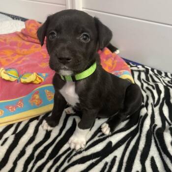 Blue Lacy and Mixed Breed Dogs Available for Adoption - Orbit | PetCurious