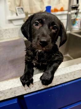 Melba -  Labrador Retriever Dog for Adoption in Jackson, Mississippi - Melba | PetCurious