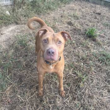 Rescue Pit Bull Terrier Dogs for Adoption in Burlington, New Jersey - Vamos | PetCurious