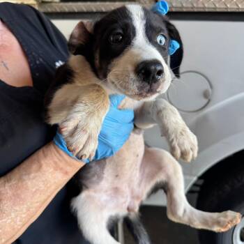 Swann -  Pit Bull Terrier Dog for Adoption in Birmingham, Alabama - Swann | PetCurious