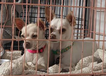 Rescue Chihuahua Dogs for Adoption in Milford, Michigan - Randy And Mandy | PetCurious