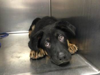 German Shepherd Dog and Mixed Breed Dogs Available for Adoption - FRANZ | PetCurious