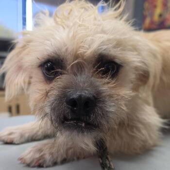 Chucky - Chino Hills Location -  Terrier and Pug Dog for Adoption in Chino Hills, California - Chucky - Chino Hills Location | PetCurious