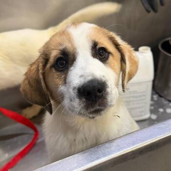 Great Pyrenees and Labrador Retriever Dogs Available for Adoption - Beethoven | PetCurious