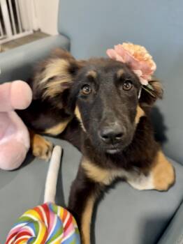German Shepherd Dog Dogs Available for Adoption in Lockhart, Texas - Gorgeous Demi Is The One | PetCurious