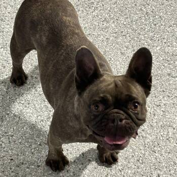 French Bulldog Dogs Available for Adoption in Antwerp, Ohio - Faye 24 Lbs | PetCurious