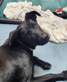 SABRINA -  Labrador Retriever and Mixed Breed Dog for Adoption in Houston, Texas - SABRINA | PetCurious