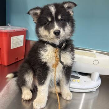 Seymour -  Husky Dog for Adoption in Mount Vernon, Indiana - Seymour | PetCurious
