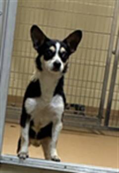 TEENIE WEENIE -  Rat Terrier and Mixed Breed Dog for Adoption in Texas City, Texas - TEENIE WEENIE | PetCurious