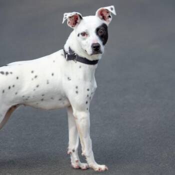 COOKIE -  Pit Bull Terrier and Australian Cattle Dog Blue Heeler Dog for Adoption in St. Louis, Missouri - COOKIE | PetCurious