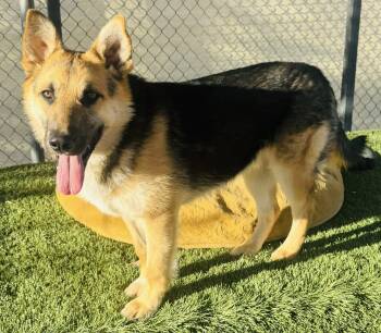 German Shepherd Dog Dogs Available for Adoption - Jaxon | PetCurious