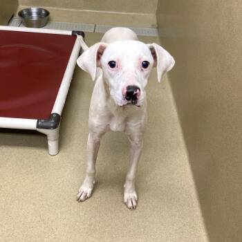 Windy -  Pointer Dog for Adoption in Monroe, Georgia - Windy | PetCurious