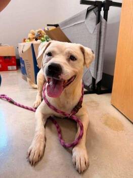 Goose -  Pit Bull Terrier Dog for Adoption in Hillsboro, Ohio - Goose | PetCurious