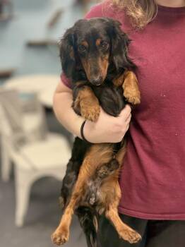 Ralph -  Dachshund Dog for Adoption in Covington, Louisiana - Ralph | PetCurious