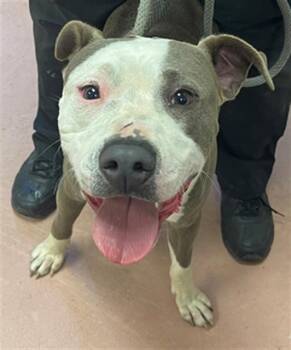 Rescue Mixed Breed Dogs for Adoption in Columbia, South Carolina - GUNTHER | PetCurious