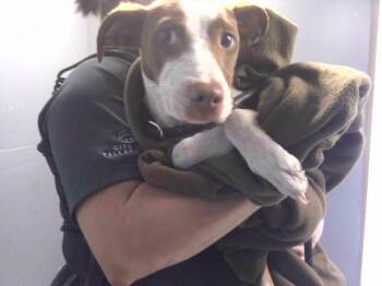 Pit Bull Terrier and Mixed Breed Dogs Available for Adoption in Tallahassee, Florida - MILES | PetCurious