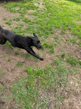 Pit Bull Terrier and Labrador Retriever Dogs Available for Adoption in Peru, New York - Remi **COURTESY LISTING** | PetCurious